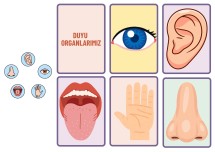 3.Sınıf - Duyu Organları Eşleştirme Oyunu