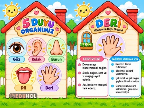 BEŞ DUYU ORGANIMIZ