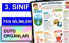 3. Sınıf - Fen Bilimleri - Duyu Organları
