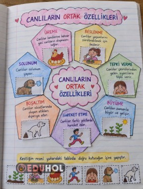 . SINIF FEN BİLİMLERİ – CANLILARIN ORTAK ÖZELLİKLERİ 🌱🐞
