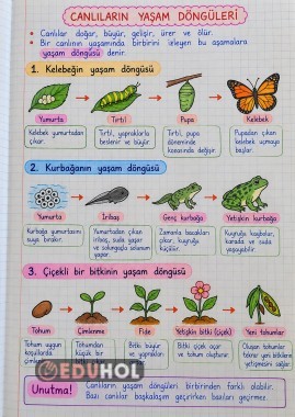 3 SINIF CANLILARIN YAŞAM DÖNGÜLERİ DEFTER NOTU VE ÇALIŞMA KAĞIDI