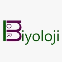 Beyin yapısı