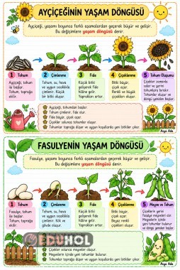 Ayçiçeği ve Fasülyenin Yaşam Döngüsü