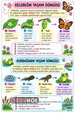 Kelebek ve Kurbağanın Yaşam Döngüsü