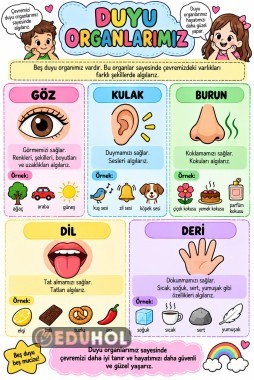 Duyu Organlarını Kartları