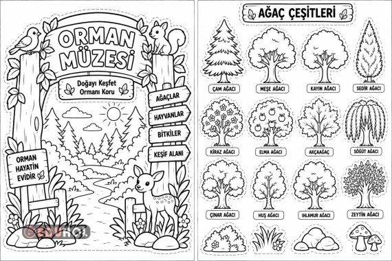 Orman Müzesi AĞAÇ Çeşitleri