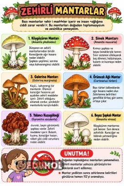 Zehirli Mantarlar FEN BİLİMLERİBİLİMLERİ