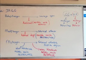 Mutasyon Modifikasyon Adaptasyon