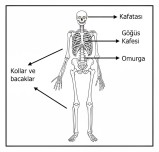 İskelet Bölümleri Defter/Pano