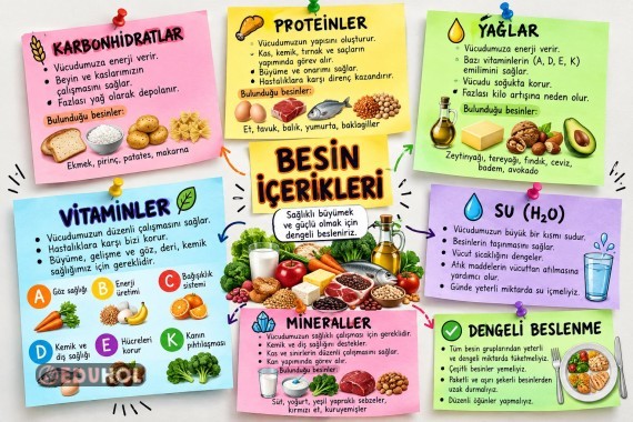 BESİN İÇERİKLERİ TEKRAR SAYFALARI