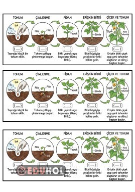 BİTKİNİN YAŞAM DÖNGÜSÜ