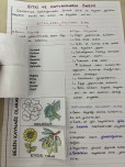 Besin Kaynağı Olarak Kullanılan Bitkiler