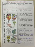 Bitki ve Hayvanların Önemi