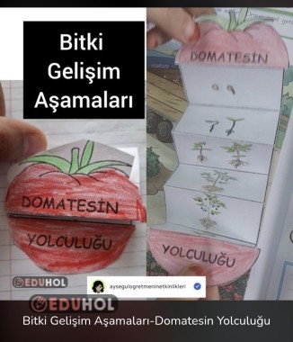 Bitki Gelişim Aşamaları