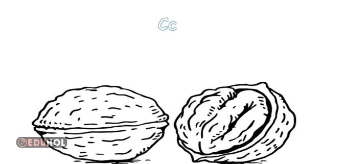 C sesi ceviz boyama sayfası