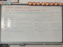 Bitki ve hayvanların hayatınızdaki yeri ders notu
