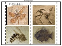 FOSİLLER DEFTER ÇALIŞMASI