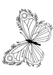 kelebek