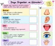 5 Duyu Organımız Kes-Yapıştır Defter Etkinliği