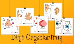 Duyu Organlarımız